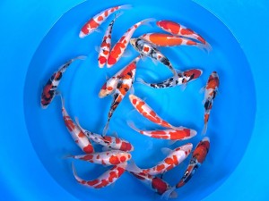 HQ Tosai Tateshita Gosanke 