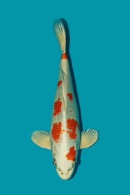 Kujaku ... JK 20260027