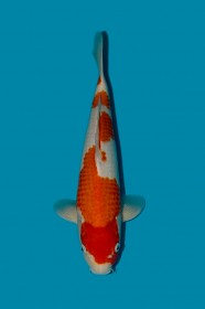 Kohaku ... JK 20260036