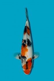 Showa Sanshoku ... JK 20260037 