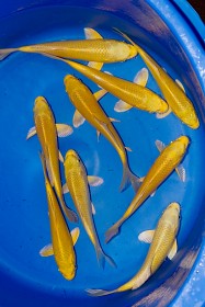 Marujyu HQ Tosai Yamabuki Ogon  