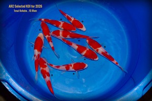 Marujyu Tosai Kohaku 