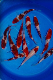 Marujyu Tosai Goromo