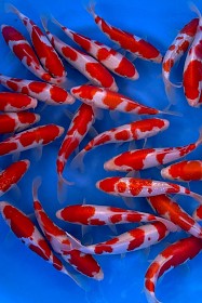 Saito VHQ Tosai Tategoi Kohaku, Tancho