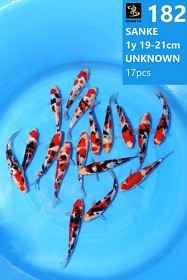 Izumiya VHQ Tateshita Sanke