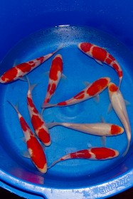 Hosokai Tosai Kohaku + Tancho 