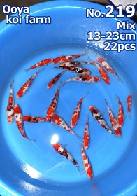 Ooya VHQ Tateshita Gin Rin Gosanke Mix