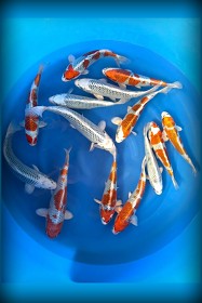 VHQ Tosai Tateshita Mix