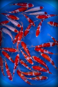 Saito VHQ Tosai Tategoi Mix 