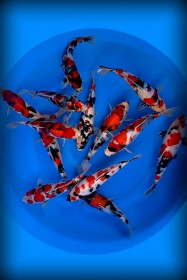 VHQ Tosai Tateshita Showa