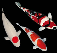 Samolepky KOI