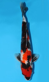 Showa Sanshoku