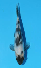 Shiro Utsuri