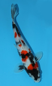 Showa Sanshoku