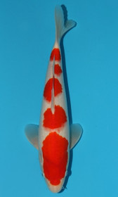 Kohaku