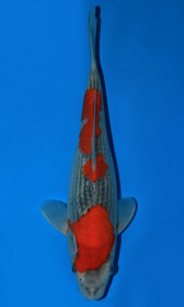 Goshiki       