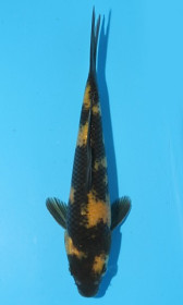 Ki Utsuri            