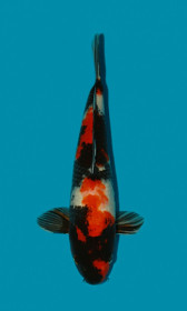Showa Sanshoku