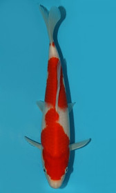 Kohaku 