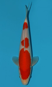 Kohaku