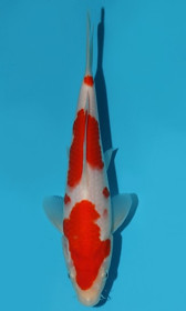 Kohaku