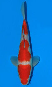 Kohaku