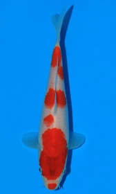 Kohaku