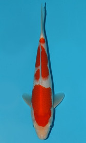 Kohaku