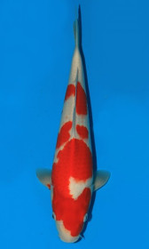 Kohaku  