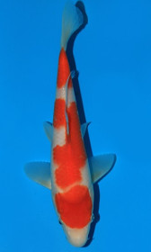 Kohaku    