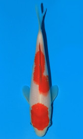 Kohaku