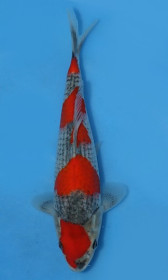 Goshiki       