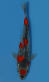 Goshiki        