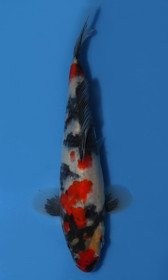 Showa Sanshoku 