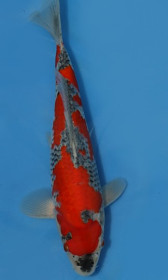 Goshiki        