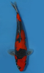 Goshiki 