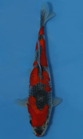 Goshiki 