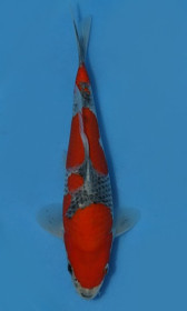 Goshiki  