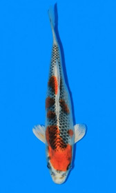 Kujaku