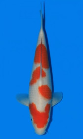 Kohaku