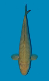Chagoi