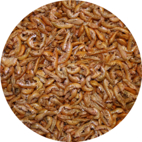 Sušený mořský korýš Gammarus