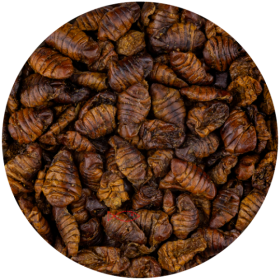 Bourec morušový Silkworms