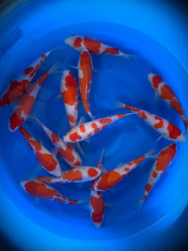 Výběrový mix Tosai Kohaku 