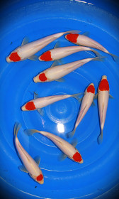 Tancho Kohaku ... Tancho Mix ... 22-29cm