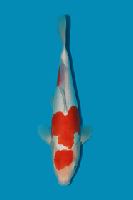 HQ DS Kohaku