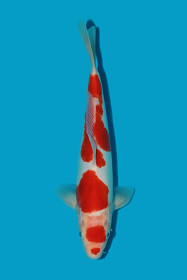 HQ DS Kohaku 
