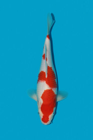 HQ Kohaku  