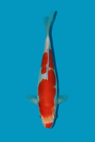 HQ DS Kohaku   