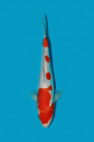 HQ Kohaku  